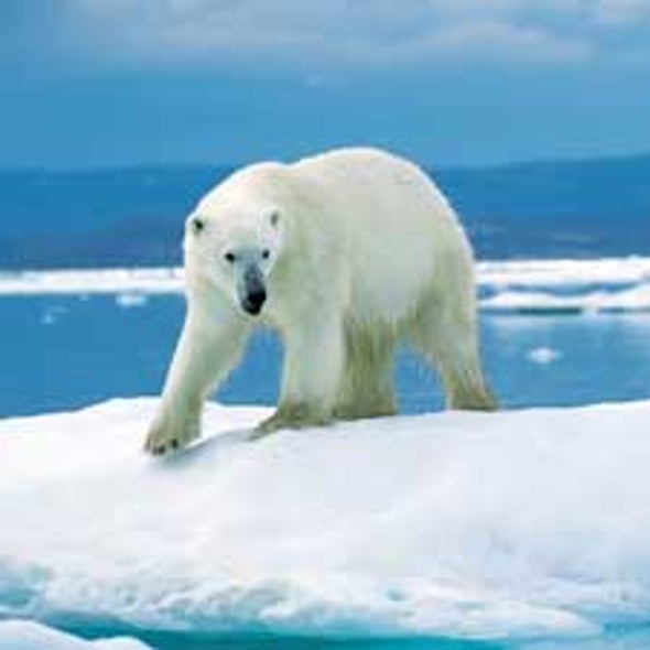 Climate Change Likely Caused Polar Bear to Evolve Quickly