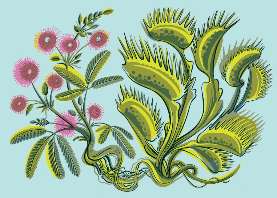 Illustration of plants.
