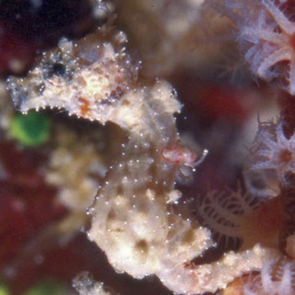 Slide Show: Top 10 New Species Discovered in 2008