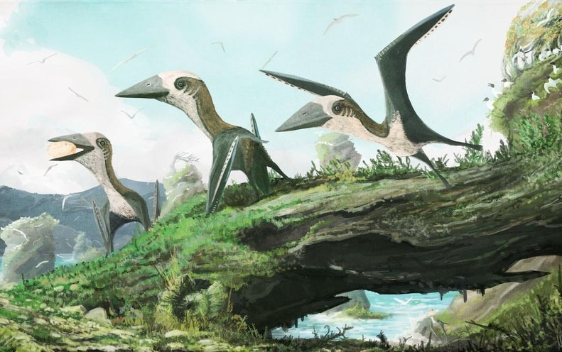 tiny pterosaur