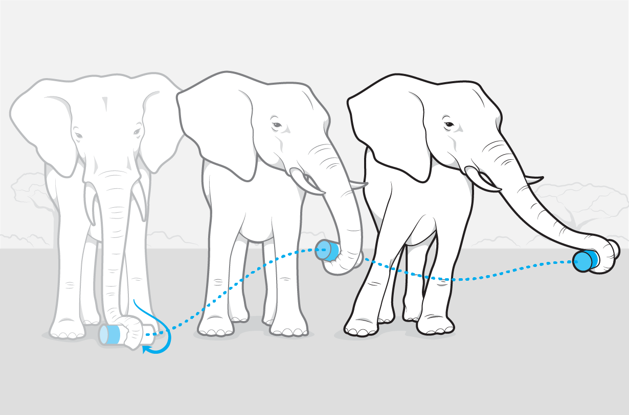 Movie-Making Tech Reveals Elephant Trunk Motions - Scientific American