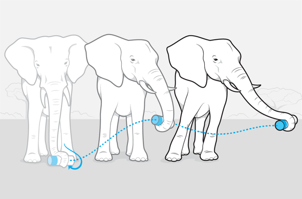 Movie-Making Tech Reveals Elephant Trunk Motions