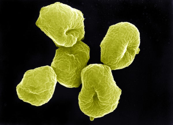 Extreme closeup of bright yellow mircoorganisms.