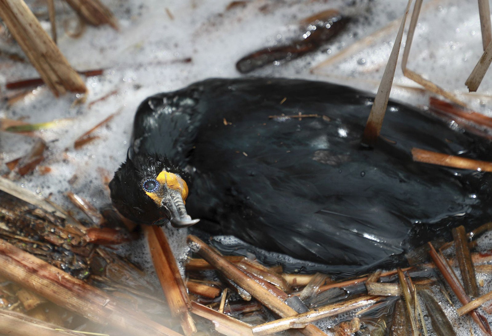 A Guide To Bird Feathers - Avian Report