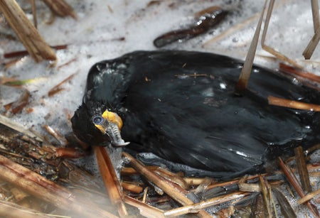 A black cormorant laying on its side, looking up