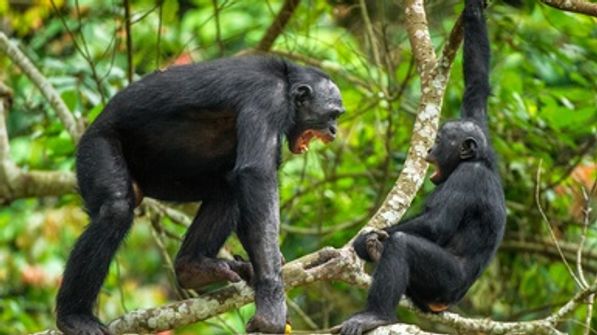 Bonobos Might Not Be So Laid-Back after All - Scientific American
