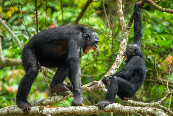 Bonobos Might Not Be So Laid-Back after All