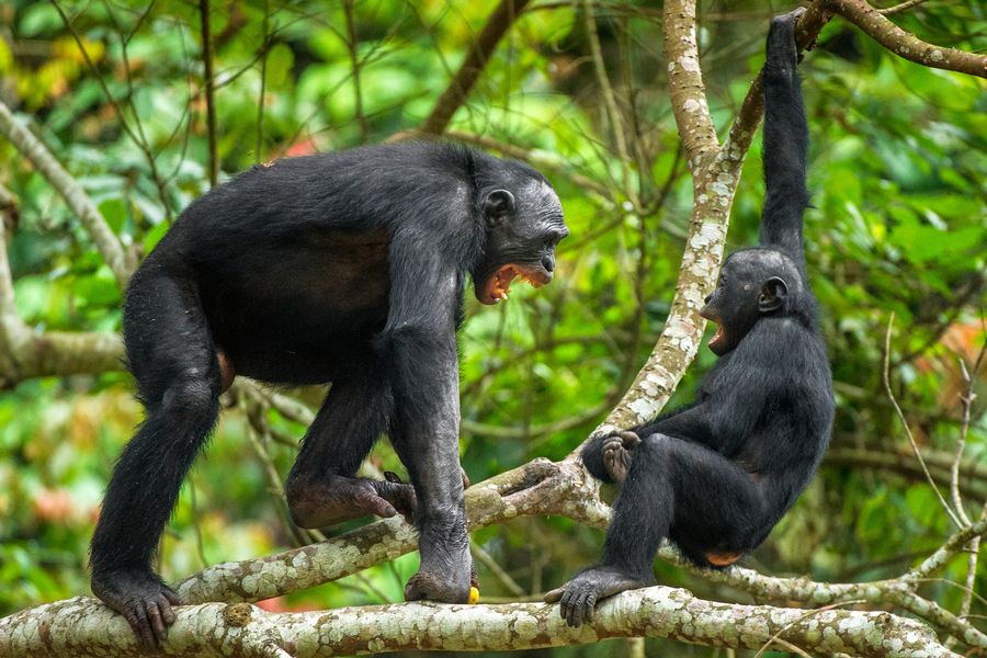 Two Bonobos Bonobos Might Not Be So Laid-Back after All | Scientific American