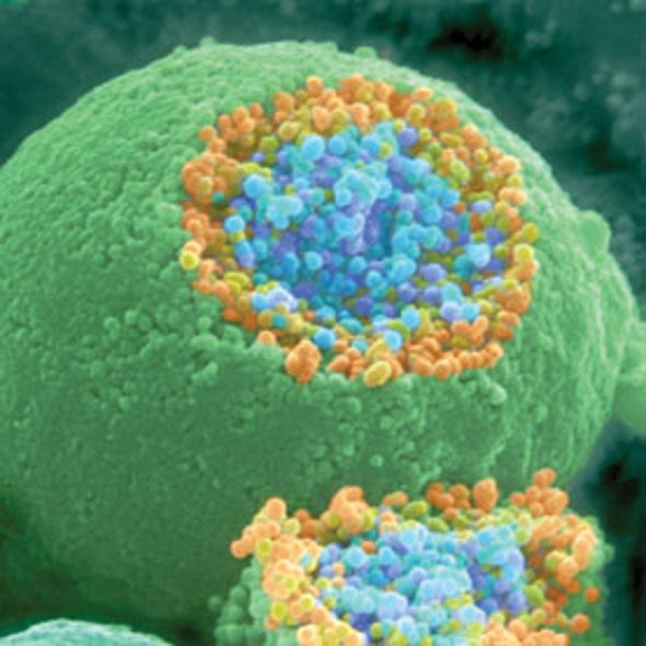 Mouse Neuron
