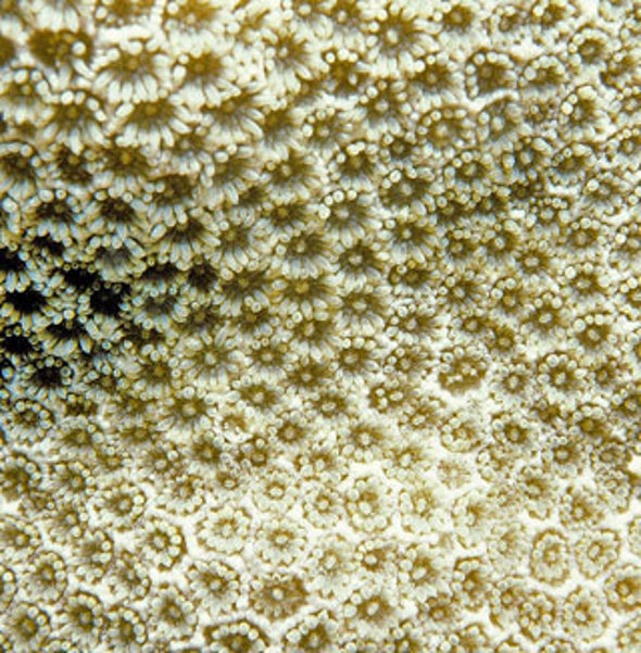 Coral Grief: Warming Climate Threatens Reef Destruction