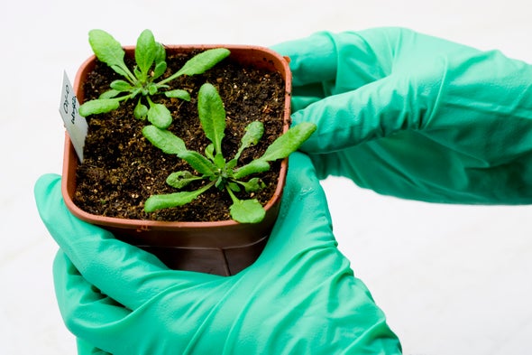 Plants Have Hormones, Too, and Tweaking Them Could Improve Food Supply