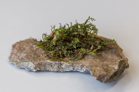 Mosses: Primordial plants thriving in the modern world: Nature News