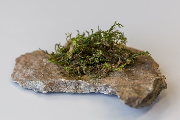 Lowly Moss-Like Plant Seems to Copy Cannabis