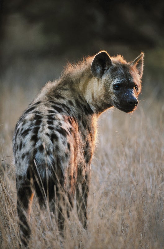 Hungry Hyenas Can Help Human Health