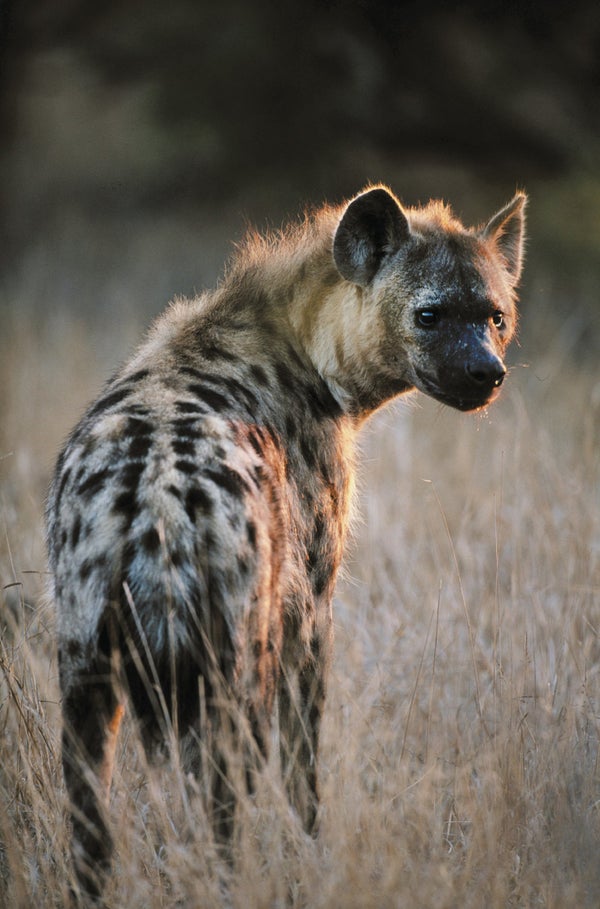 Hyena.