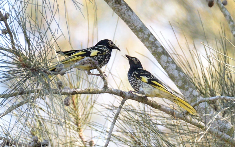 Meet the bird that still sings to the stars mac os x