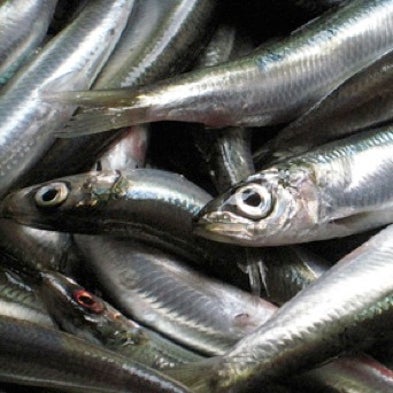 What's the Catch? Researchers Wrangle Over How to Measure Commercial Fishing's Impact on Ocean Biodiversity