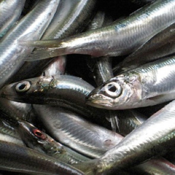 What's the Catch? Researchers Wrangle Over How to Measure Commercial Fishing's Impact on Ocean Biodiversity