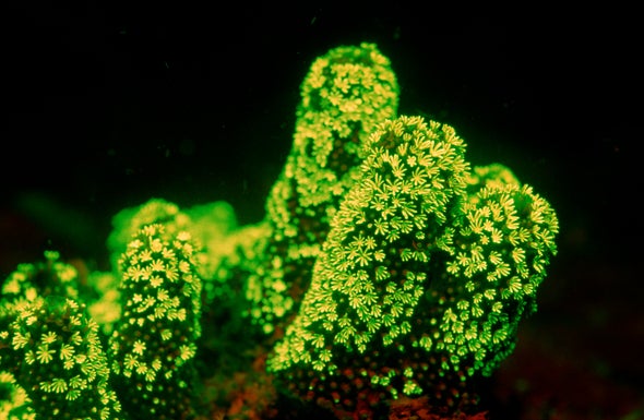 Get the Glow: The Secret to Deep-Water Corals' Radiance
