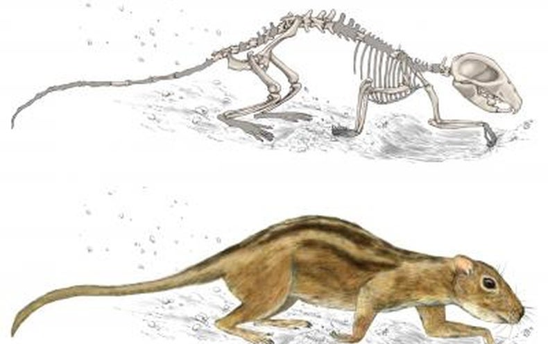 Early Mammals Had Social Lives, Too - Scientific American