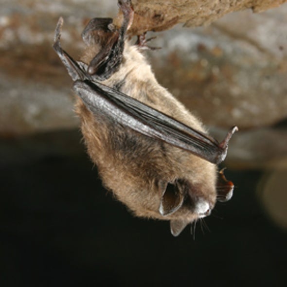 It's Official: Fungus Causes Bat-Killing White-Nose Syndrome