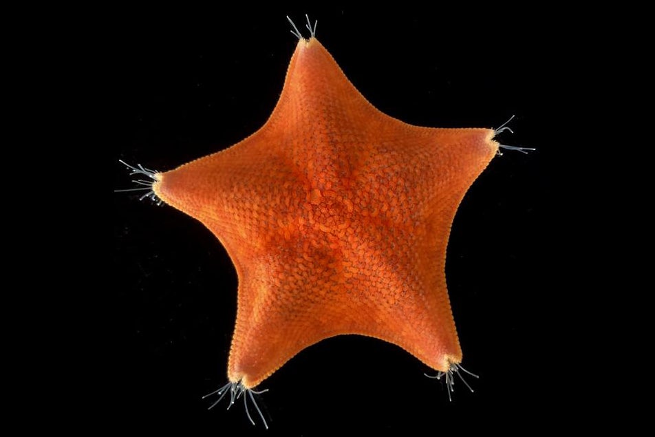 Starfish Are Heads--Just Heads