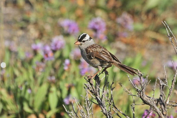 white-crowned sparrow