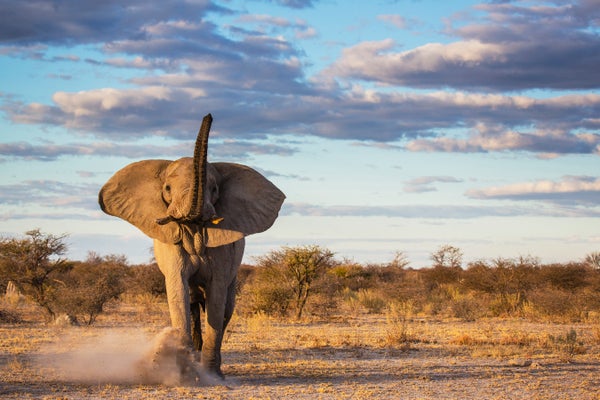 An elephant bull in the desert kicking up sand - blue skies and white clouds