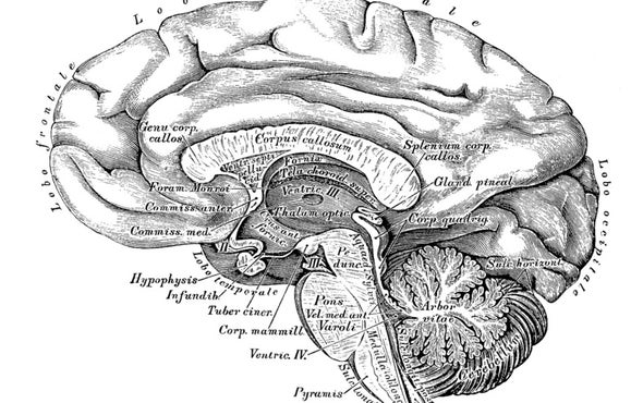 Brain Scan Might Reveal Appetite for Risk