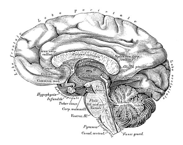 Brain Scan Might Reveal Appetite for Risk - Scientific American