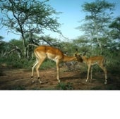 IMPALA WITH YOUNG: