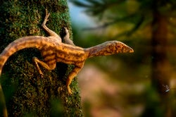 Pterosaur Origins Flap into Focus