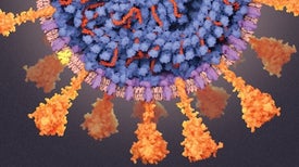 A Visual Guide to the SARS-CoV-2 Coronavirus