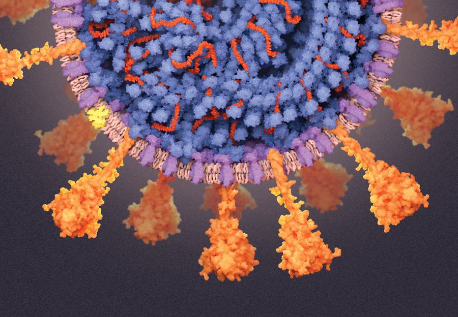 A Visual Guide to the SARS-CoV-2 Coronavirus | Scientific American