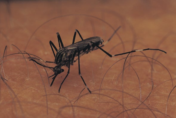 Sometimes Mosquitoes Are Just Thirsty