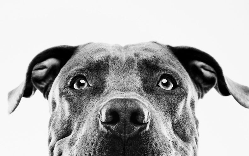 if-dogs-can-smell-cancer-why-don-t-they-screen-people-scientific