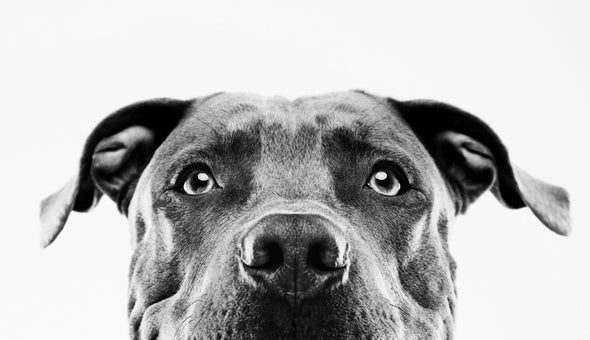 If Dogs Can Smell Cancer, Why Don't They Screen People?