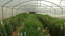 Syrian "Doomsday" Seed Collection Re-created in Lebanon