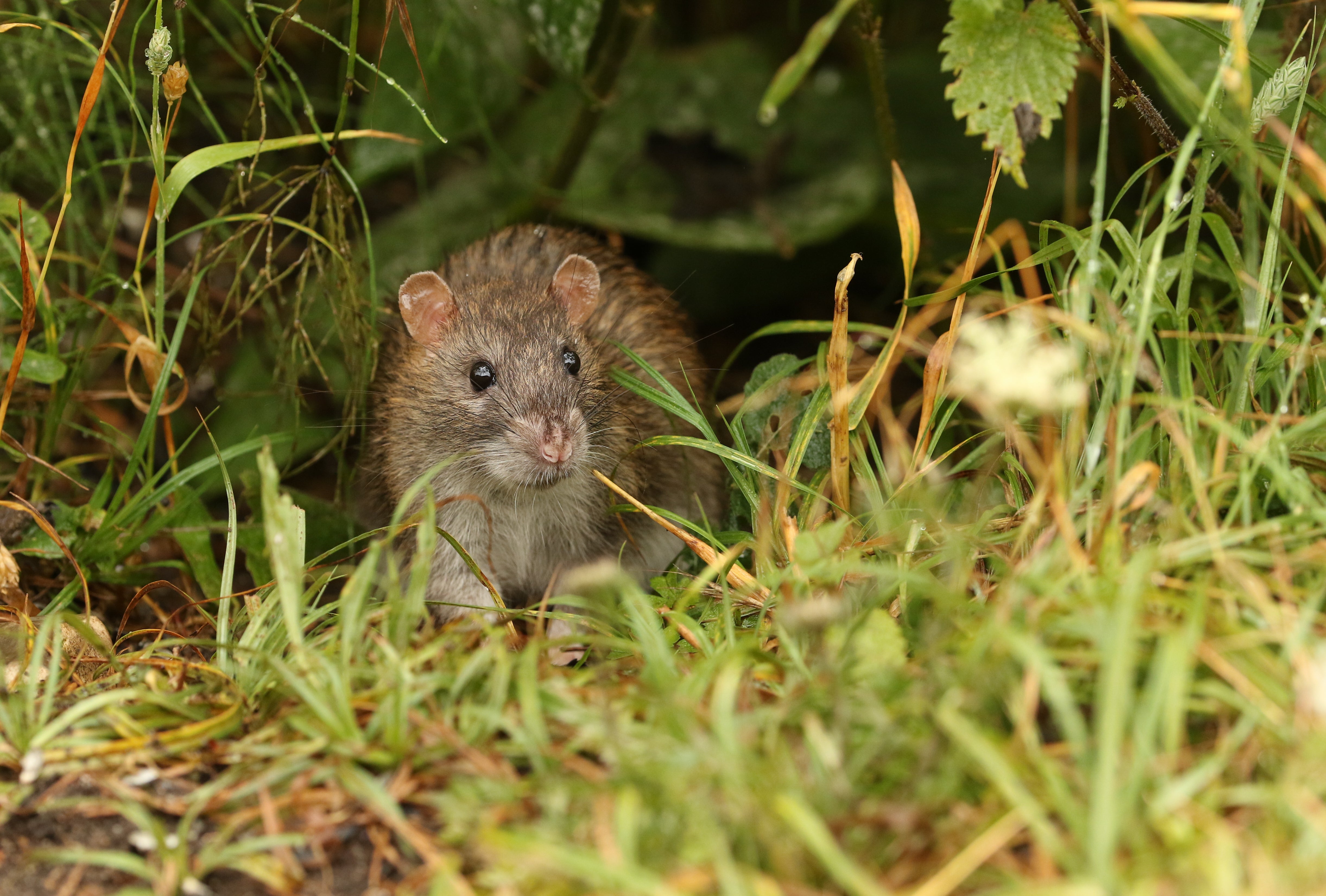 Rats In Hawaii