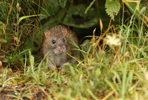 A wild Brown Rat, Rattus norvegicus, eating seads in grass