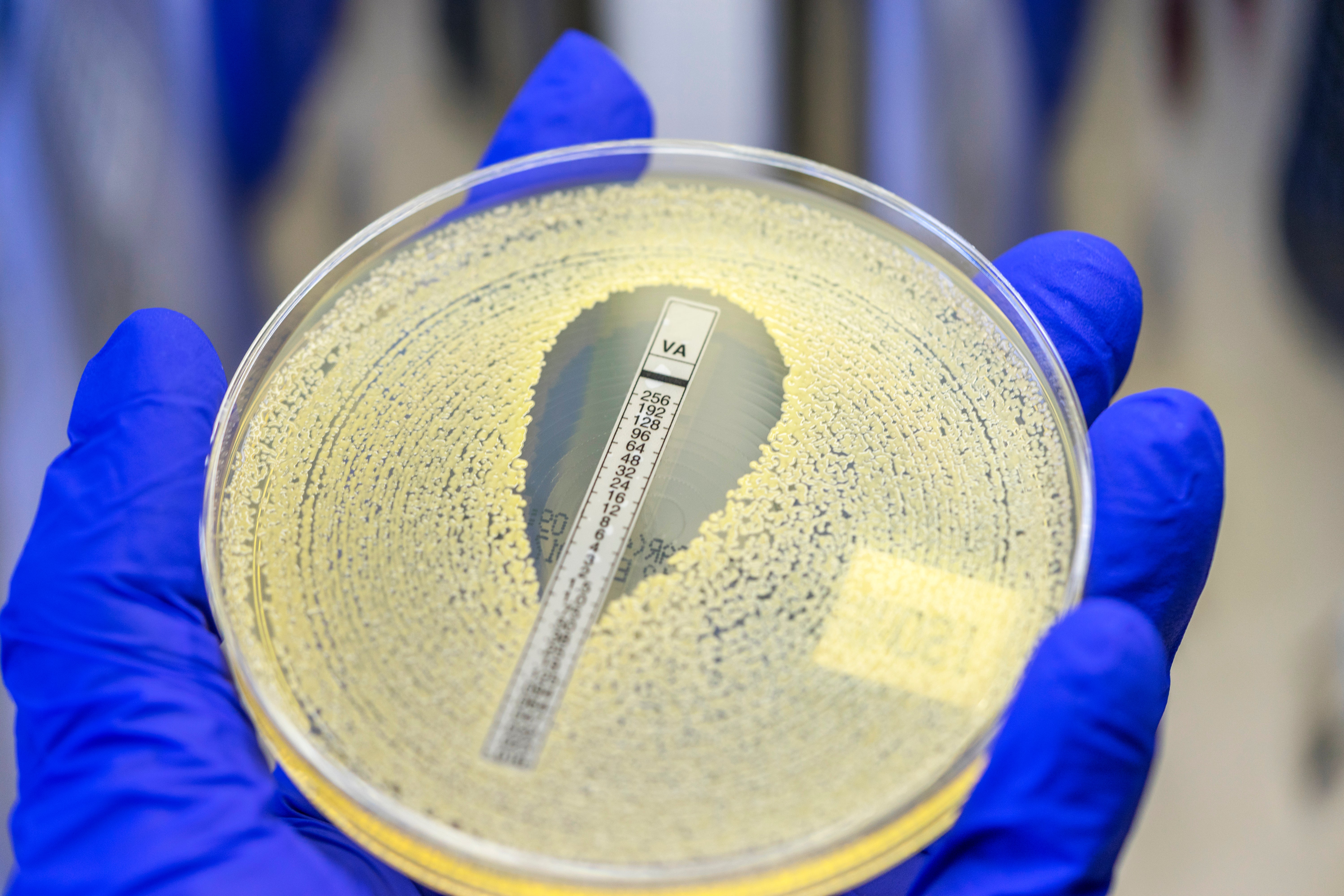 types of bacterial cells