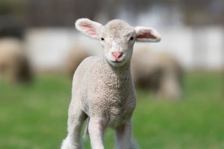 Close up of a baby sheep on green meadow.