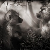 BABOONS IN PROFILE
