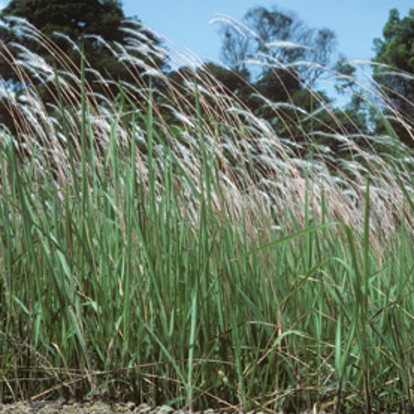 A Wild, Weedy Scourge: Fast Spreading Cogongrass Threatens Forests in the U.S. South