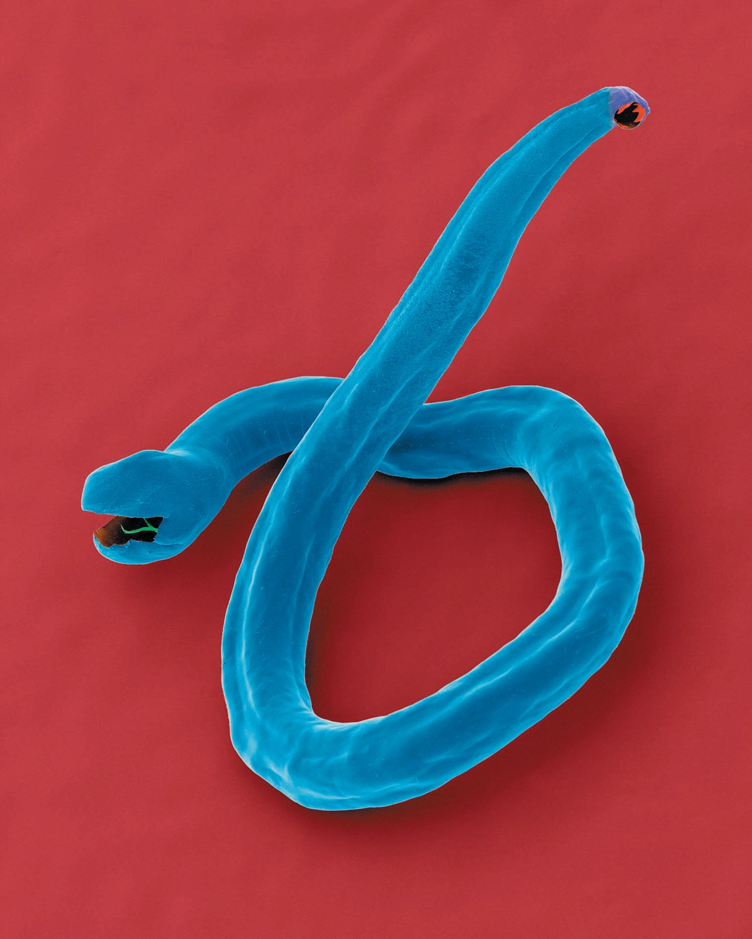 False color microscopic image, depicting blue tapeworm shown against a red background.
