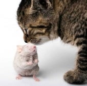 CAT AND MOUSE