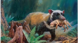 The Ascent of Mammals