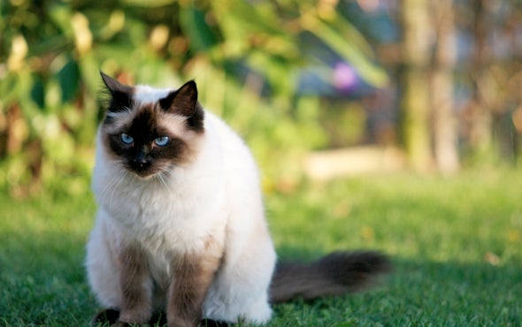 Cats' Cunning Extends beyond the Hunt