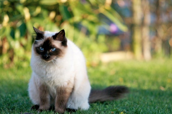 Cats' Cunning Extends beyond the Hunt