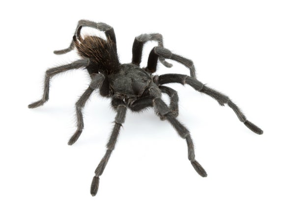 Tarantula in Black: Dark, Hairy Spider Named After Johnny Cash